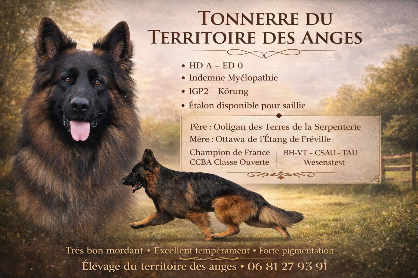 ETALON DISPONIBLE