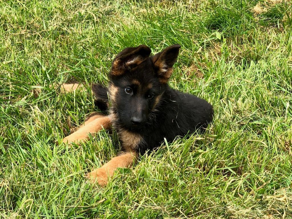 Du Territoire Des Anges - Chiots disponibles - Berger Allemand