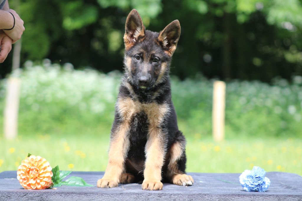 Du Territoire Des Anges - Chiots disponibles - Berger Allemand