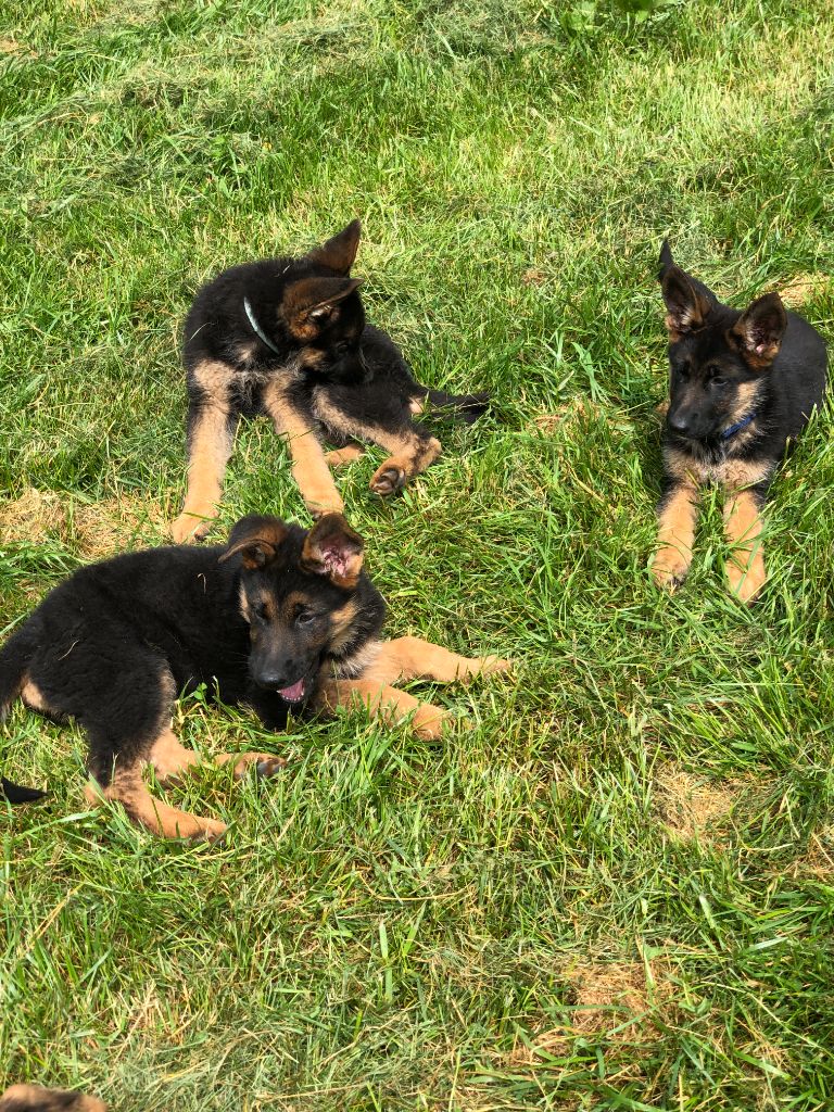 Chiot Berger Allemand Du Territoire Des Anges