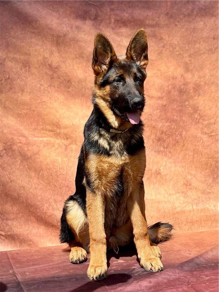 Du Territoire Des Anges - Chiots disponibles - Berger Allemand