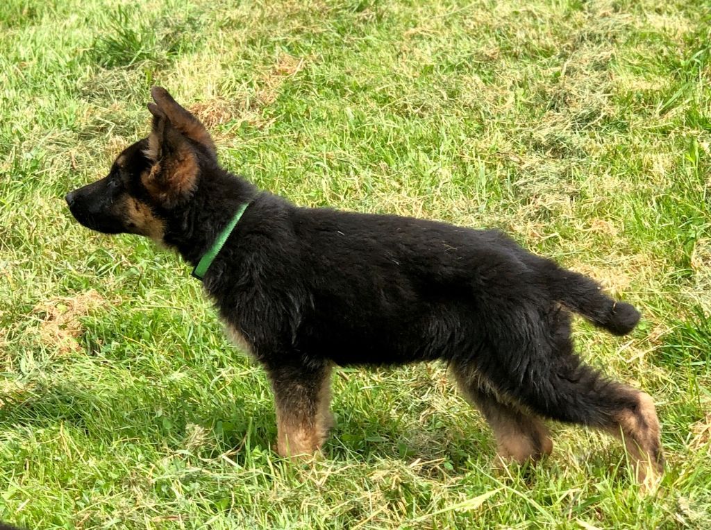 Du Territoire Des Anges - Chiots disponibles - Berger Allemand