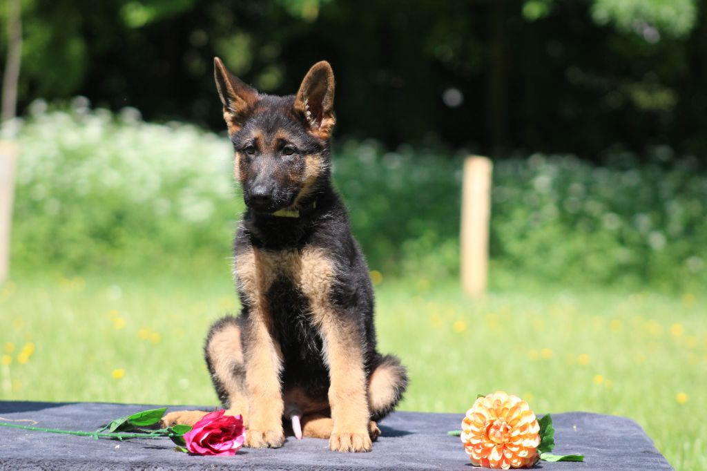 Du Territoire Des Anges - Chiots disponibles - Berger Allemand