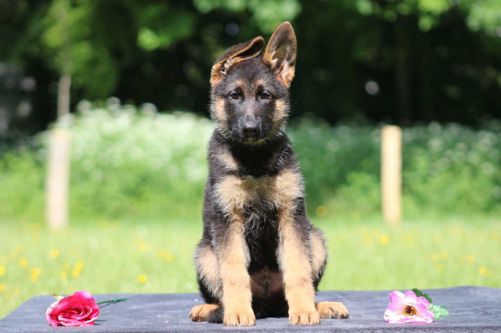 Du Territoire Des Anges - Chiots disponibles - Berger Allemand