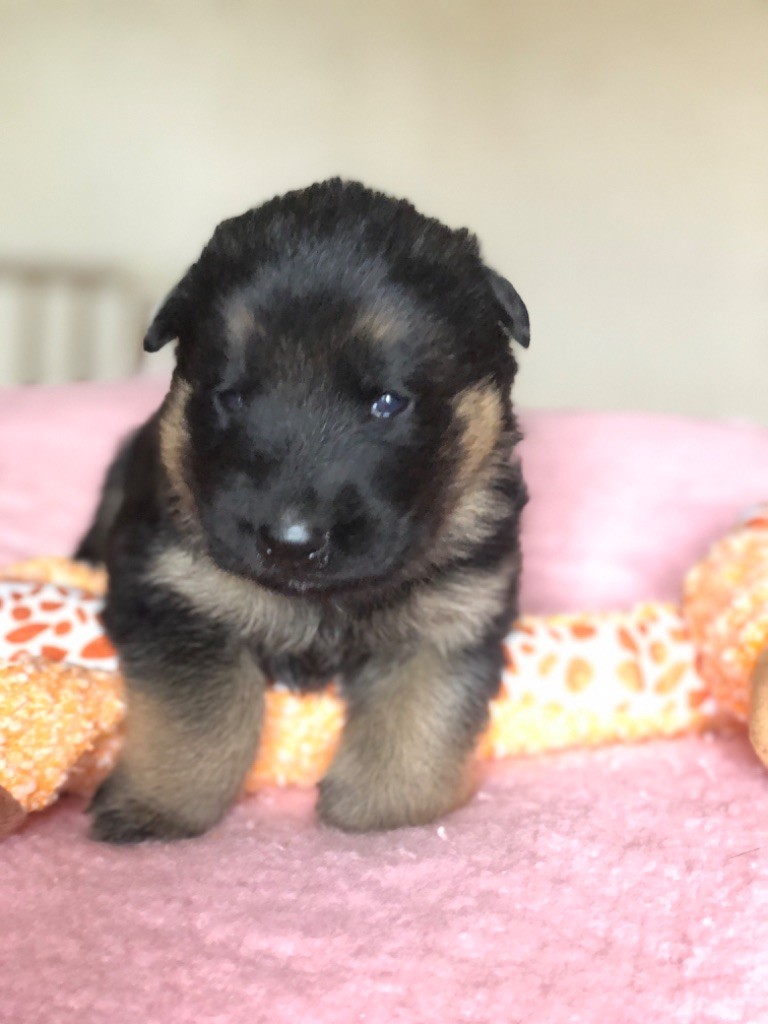 Du Territoire Des Anges - Chiots disponibles - Berger Allemand