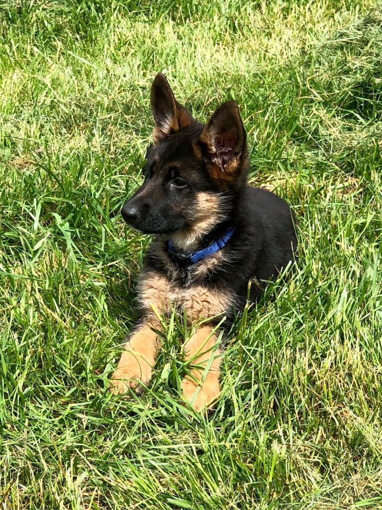 Du Territoire Des Anges - Chiots disponibles - Berger Allemand