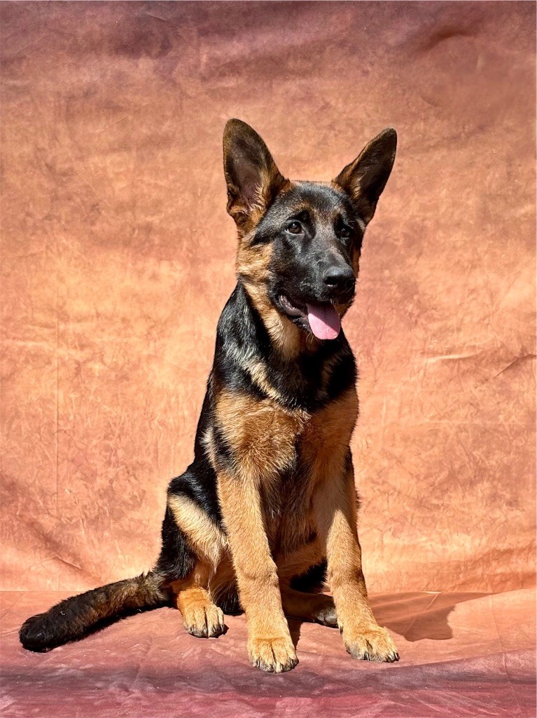 Du Territoire Des Anges - Chiots disponibles - Berger Allemand
