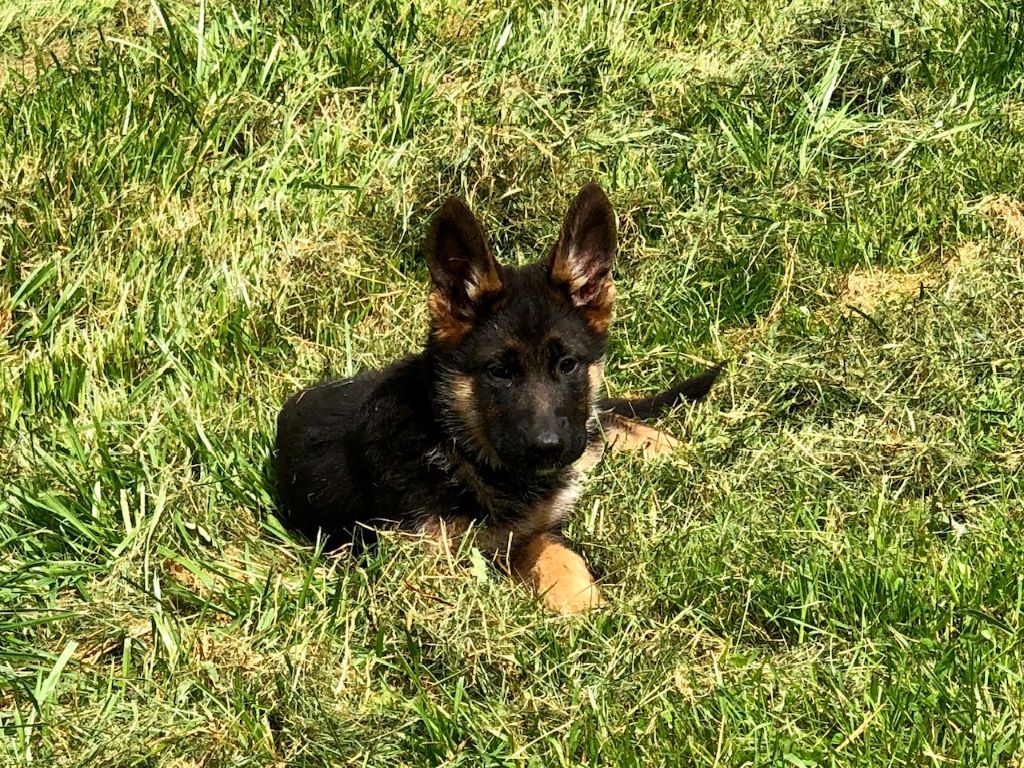 Du Territoire Des Anges - Chiots disponibles - Berger Allemand